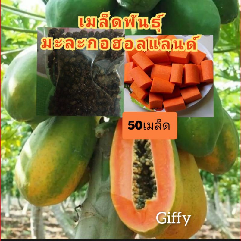 เมล็ดพันธุ์ (มะละกอฮอลแลนด์ )บรรจุ 50 เมล็ด ต้นเตี้ย ปลูกง่ายให้ผลผลิตดีมาก