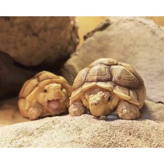 โมเดลเต่าซูลคาต้า งานเรซิ่น recast 7cm​ Sulcata model Mini (…