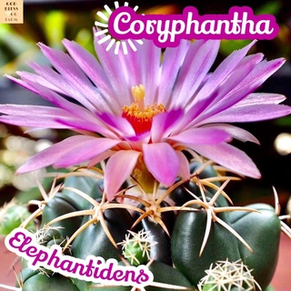 [ช้าง] Coryphantha Elephantidens  ส่งพร้อมกระถาง แคคตัส Cactus Succulent Haworthia Euphorbia ไม้หายาก พืชอวบน้ำ ไม้หนาม