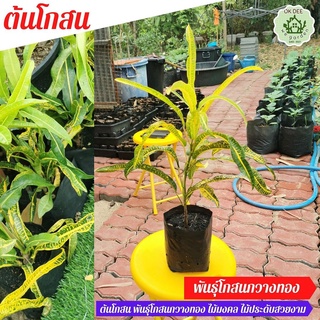 โกสน ไม้มงคลในถุงชำสีำดำ (ขนาด5นิ้ว) ต้น โกสน กวางทอง