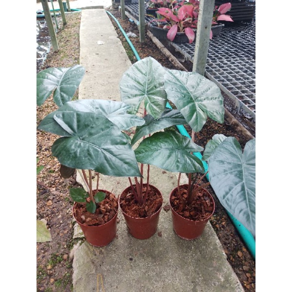 อโลคาเซียยูคาตัน ปริ้นเซส Alocasia Yucatan Princess