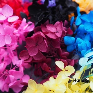 【พร้อมส่ง】🌻ดอกไฮเดรนเยียแห้ง ไฮเดรนเยียกลีบเล็ก🌻 Preserve hydrangeas ดอกไม้ทำเรซิ่น