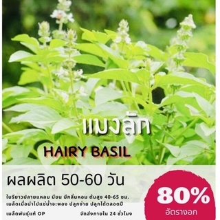 เมล็ดพันธุ์ แมงลัก 2500 เมล็ด Hairy basil (ซื้อ 10 แถม 1 คละอย่างได้)