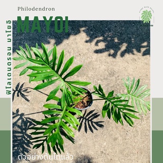 ฟิโลมาโยอิ | ฟิโลดาวแดง | ฟิโลเดนดรอน มาโยอิ Philodendron mayoi | ไม้ฟอกอากาศ