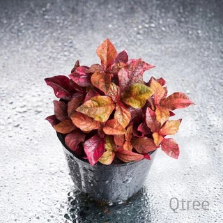 แดงชาลีหรือมณีล้อมเพชร ต้นไม้สู้แดดใบสีส้มแดงตลอดปีสีเจ้มจ้น aerva red velvet