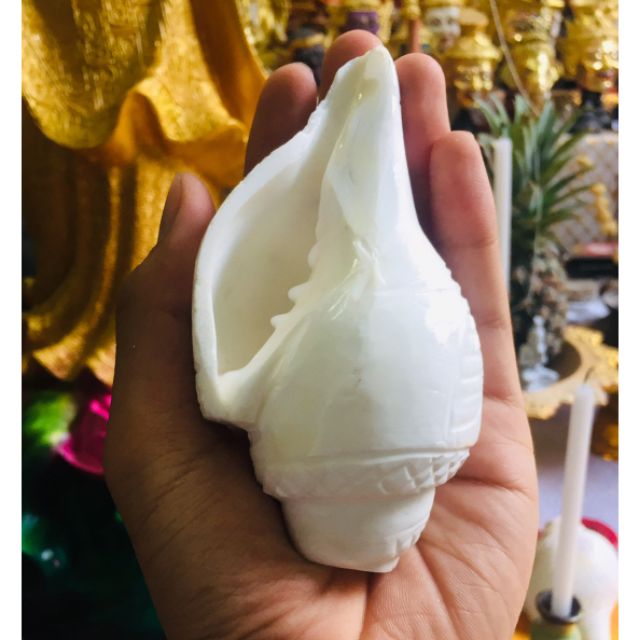 สังข์เป่าอินเดีย ใช้ในงานพิธีต่างๆ เสียงดีมากๆ