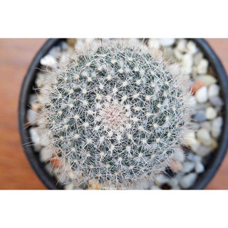 แคคตัส แมมฯแม่เฒ่า แมมฮาเนียน่า (Mammillaria hahniana)