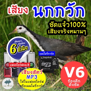 (MP3 เสียงต่อสัตว์) เสียงนกกวัก V.6 [6ชั่วโมง] ใส่แฟลชไดร์ฟ/เมมโมรี่ มีเก็บเงินปลายทาง เสียงดี ชัด100% ไม่มีโฆษณาแทรก