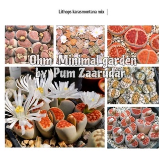 เมล็ด​ Lithops​ karasmontana​ Mix​เมล็ดแท้นำเข้า​ จำนวน​ 10 เมล็ด​ by แม่ปุ้ม