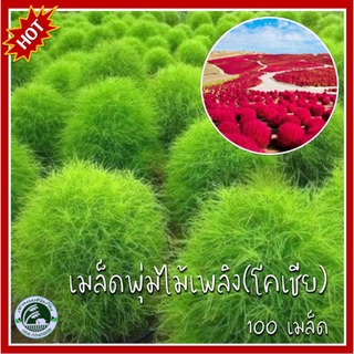 100+ เมล็ด พุ่มไม้เพลิง โคเชีย Kochia เมล็ดโคเชีย หญ้าไม้กวาด เมล็ดพันธุ์โคเชีย เมล็ดโคเชีย เมล็ดพุ่มไม้เพลิง