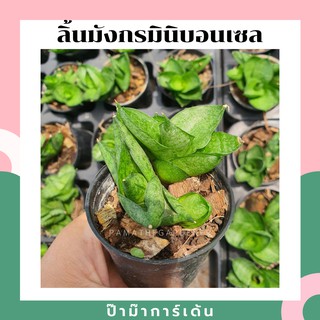 ลิ้นมังกรมินิบอนเซล ในกระถาง 2.5 นิ้ว