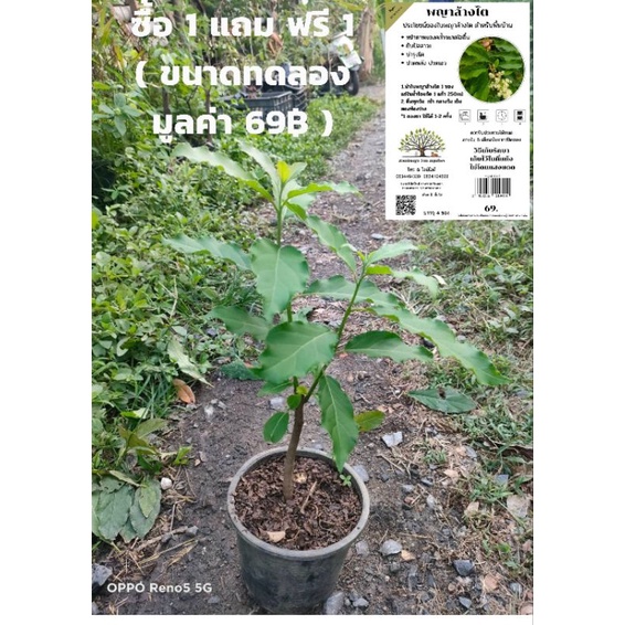 ต้นพญาล้างไต ซื้อ 1 แถม ฟรี 1 ใบพญาล้างไตพร้อมทาน มูลค่า 69฿