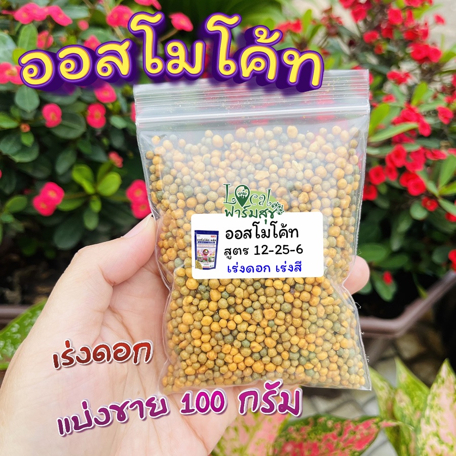 Local ฟาร์มสุข ออสโมโค้ท ปุ๋ยเร่งดอก ปุ๋ยละลายช้า ออสโมโค้ท-พลัส  สูตร 12-25-6 ปุ๋ยแคคตัส ปุ๋ยกระบอง