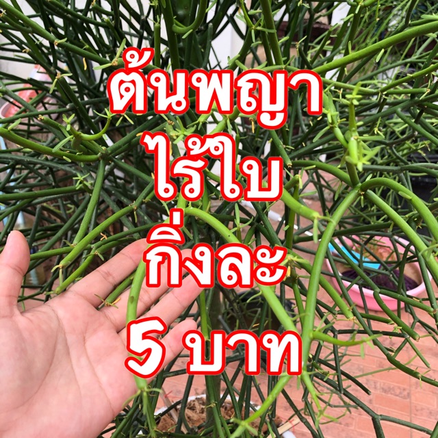 My Image 8