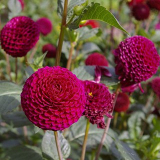 รักเร่ Dahlia สายพันธุ์ Moor Place นำเข้าจากเนเธอร์แลน หัวสดใหม่ 1 หัว/ออเดอร์