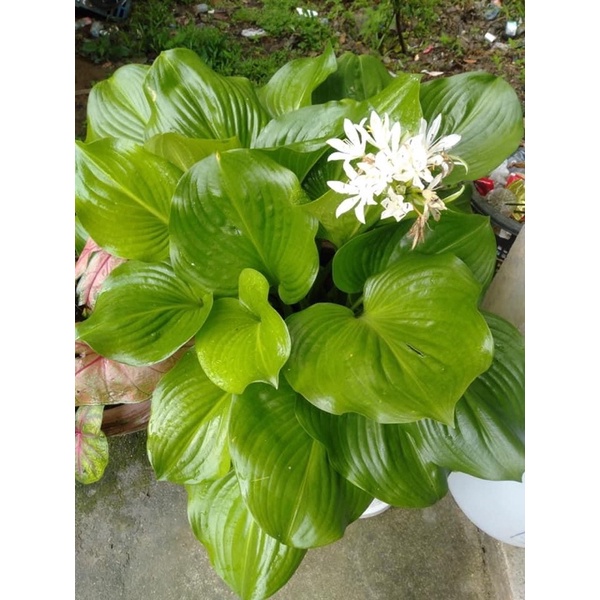 ต้นว่านนางคุ้ม ผู้เฒ่าเฝ้าบ้าน ส่งแบบถุงดำ