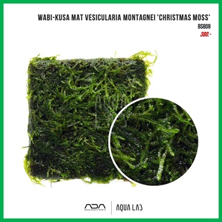 Wabi-Kusa Mat Vesicularia montagnei Christmas Moss’ (คริสต์มาสมอส) [ไม้น้ำ - Aquatic Plant]