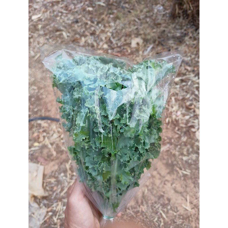 ผักเคล ตัดสดจากสวน ปลอดสารพิษ 100g. กรุณาอ่านรายละเอียดพื้นที่ที่เหมาะสมในการสั่งซื้อด้วยนะคะ สินค้ามีขีดจำกัดของเวลาสูง