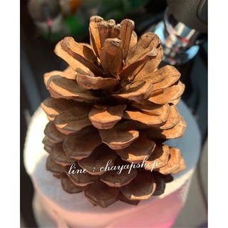 ลูกสน pinecone ราคาต่อ 1ลูก  สีธรรมชาติ คละไซต์