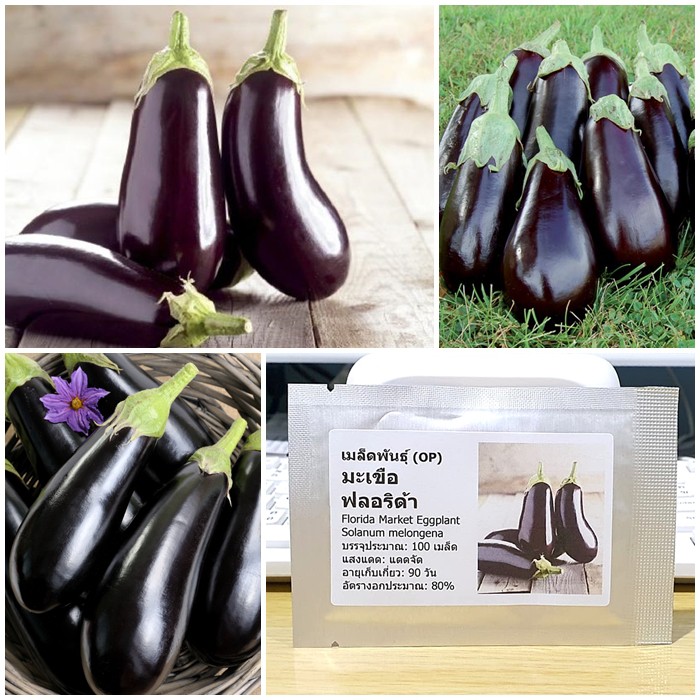 เมล็ดพันธุ์ มะเขือฟลอริด้า (Florida Market Eggplant Seed) บรรจุ 100 เมล็ด คุณภาพดี ของแท้ 100%