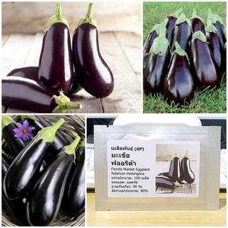 เมล็ดพันธุ์ มะเขือฟลอริด้า (Florida Market Eggplant Seed) บรรจุ 100 เมล็ด คุณภาพดี ราคาถูก ของแท้ 100%
