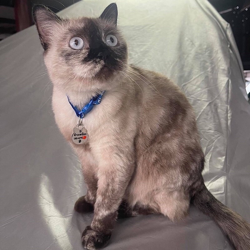 ป้ายชื่อแมว ป้ายชื่อสุนัข ป้ายชื่อสัตว์เลี้ยง สแตนเลสงานพรีเมียม ขนาดเหรียญ10 - รูปที่ 4