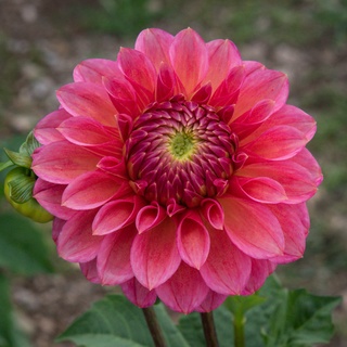 1 เหง้า/ชุุด รักเร่ Dahlia สายพันธุ์ Camano Mystery หัวรักเร่ ดอกไม้ ดอกรักเร่ เหง้า นำเข้า ยุโรป หัวสดใหม่