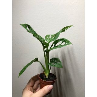 💥Monstera Andasonii ไม้ใบสวยๆไม้ฟอกอากาศ
ปลูกง่าย ทำให้บรรยากาศในห้องสดชื่น