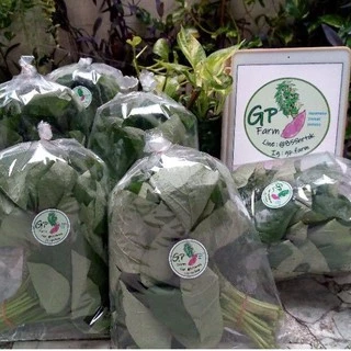 ใบมันหวานญี่ปุ่น​ ผักอินทรีย์ ปลอดสารพิษ(ผัดไฟแดงอร่อยมาก) Sweet Potato Leaves