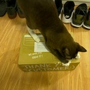 reviewVANS Old Skool ComfyCushBlack True White รองเท้า VANS แท้ Authorized Dealer comment 3