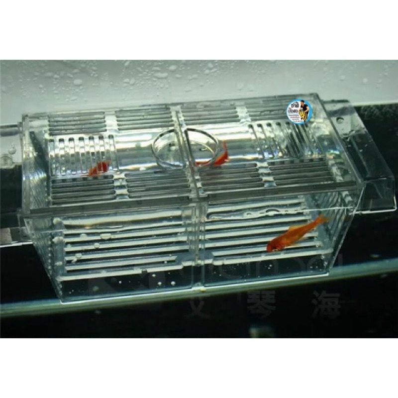 กล่องแยกปลา กล่องฟักไข่ปลา กล่องพักปลา Up Aqua Breeder Box มีสองไซต์ ไซต์S และไซต์L