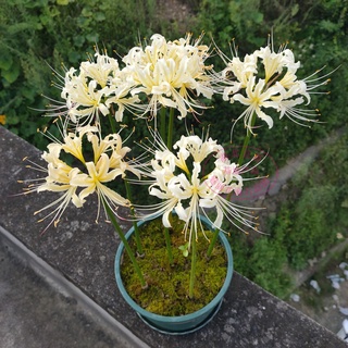 1 หัว หัวลิลลี่แมงมุมสีขาว - White Straw Spider Lily (Lycoris Sp.)