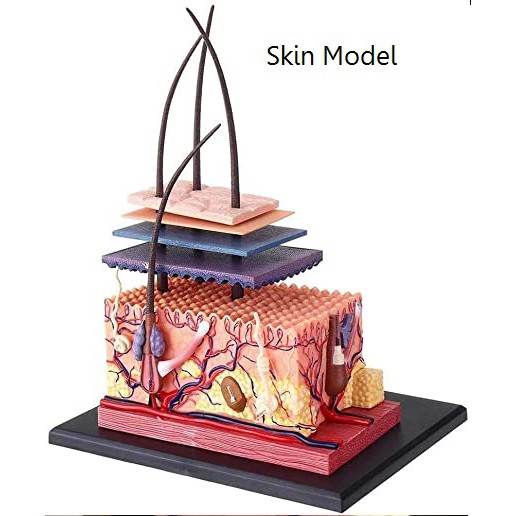 0281 แบบจำลองผิวหนัง Skin Model 4D  โมเดลผิวหนัง,สื่อการสอน ,พร้อมส่ง