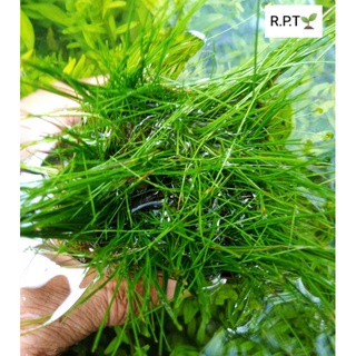 Eleocharis aclcularis(แฮร์กราส)ไม้น้ำหน้าตู้