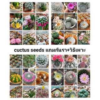 แหล่งขายและราคาเมล็ดแคคตัส cactus seeds  เมล็ดเก็บใหม่  เทสเมล็ดทุกรอบค่ะ  💥5 ฟรี 1!! 💥ร้านเลือกแถมให้ งอกดี ไม่ปลอมอาจถูกใจคุณ