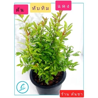 ทับทิม ทับทิมแดง ต้นทับทิม ไม้มงคล
