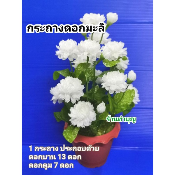ดอกมะลิ กระถางดอกมะลิ สูง28ซม มะลิไหว้ ประดับตกแต่งบ้าน บูชา วันแม่ ขาย1กระถาง ดอกมะลิบาน 13 ดอก ดอกมะลิตูม 7ดอก วันแม่ - รูปที่ 3