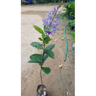 ต้นพวงครามม่วง เป็นไม้เลี้อย ดอกสีม่วงช่อดอกยาว ดอกออกตลอดปี