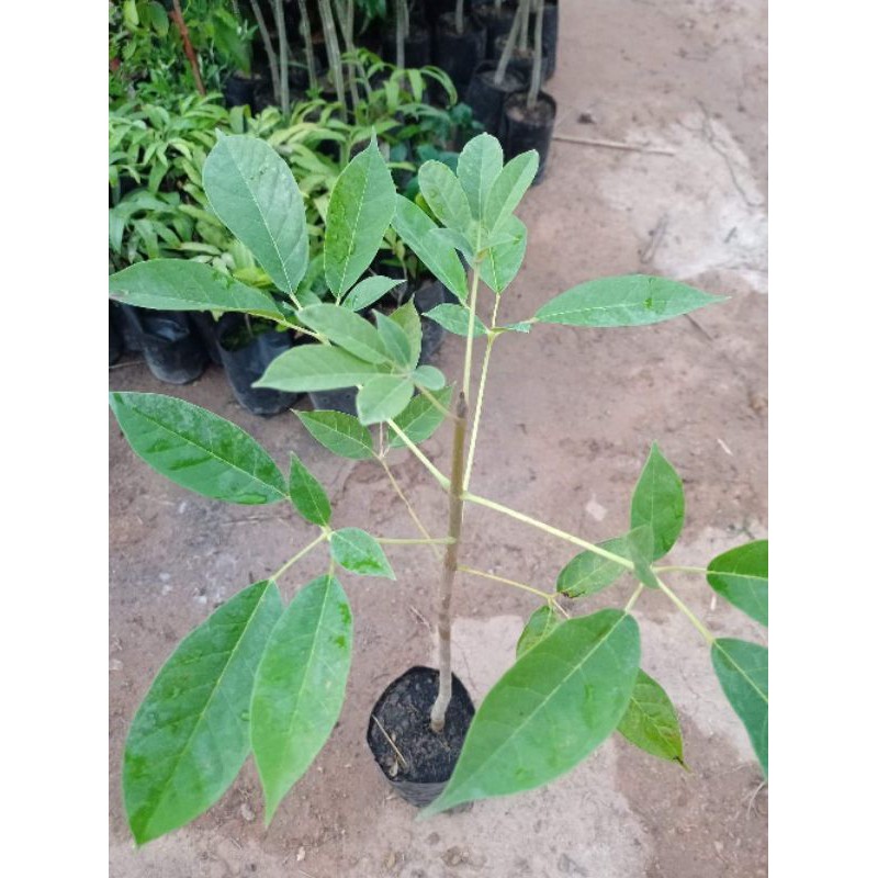 ต้นชมพูพันธุ์ทิพย์#ดอกสวยมาก ติดดอกดก ปลูกเป็นไม้ประดับ สูง 60-70ซ.ม - รูปที่ 3