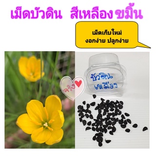 ดอกบัวดิน เหลืองขมิ้น เมล็ดพันธุ์ เพิ่งเก็บใหม่ 30 เม็ด