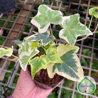 Flower Garden F264 ไอวี่ด่าง English Ivy Variegated - Hedera Helix ไม้ฟอกอากาศ ดูดสารพิษ กระถาง 3 นิ้ว ไม้เลื้อย