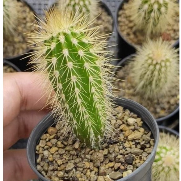 เม็กซิกัน ไจแอนท์ คาร์ดอน Pachycereus pringlei (Mexican giant cardon) ไม้เมล็ด สูง 5-6 เซนติเมตร อาย