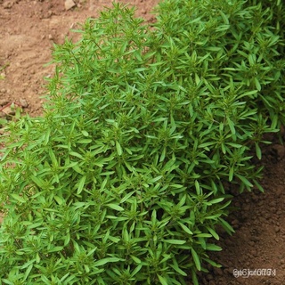 Guaranteed germination rate Summer Savory Seeds | Herbs de ProvenceผักPlant Garden Thyme See家和花园/คื่นฉ่าย/เมล็ด/ดอกทานตะ