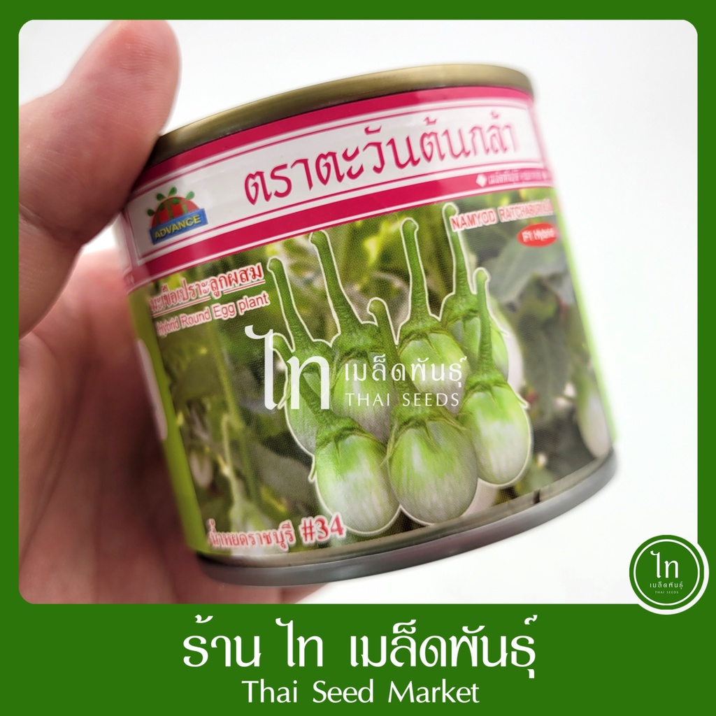 มะเขือเปราะ น้ำหยดราชบุรี #34 เมล็ดพันธุ์ มะเขือเปราะ มะเขือจาว ลูกผสม ตรา ตะวันต้นกล้า บรรจุ 50/20 กรัม