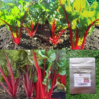 เมล็ด : เมล็ดสวิสชาร์ด สีแดง Swiss Chard Ruby Ruby 15-100 เมล็ด สวิสชาร์ด สวิสชาร์ต เมล็ดพืช ผัก สวนครัว เมล็ดพันธุ์