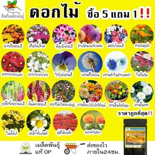 เมล็ดพันธุ์ รวม ชุด ดอกไม้ ปลูกง่าย โตไว เดซี่ขาว/ทานตะวันแคระ/คาโมมายล์/ลาเวนเดอร์/กุหลาบเลื้อย/ฟอร์เก็ตมีน็อต ขายดี