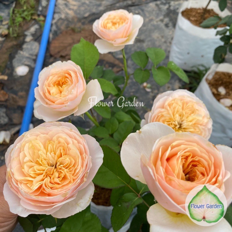 F439 กุหลาบ 💐จูเลียต(Juliet) *ส่งติดดอก* กลิ่นหอม กุหลาบตัดดอก ทรงพุ่ม