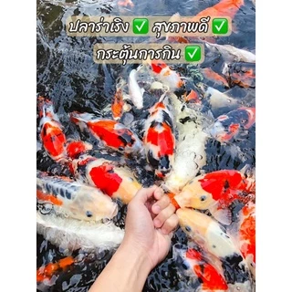 Tn Fresh Bac จุลินทรีย์ปรับสภาพน้ำใสไร้กลิ่น สำหรับบ่อปลาตู้ปลา สำหรับปลาคาร์ฟ ปลาทอง และปลาน้ำจืดทุกชนิดปลอดภัย 100%