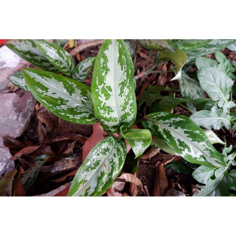 เขียวหมื่นปีหรือต้นมหาเศรษฐี Aglaonema sp ‘Mahasetthi’ (Chinese Evergreen)