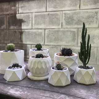 กระถางกระบองเพชร🌵ขนาดกลาง